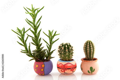 Prickly cactuses and succulent