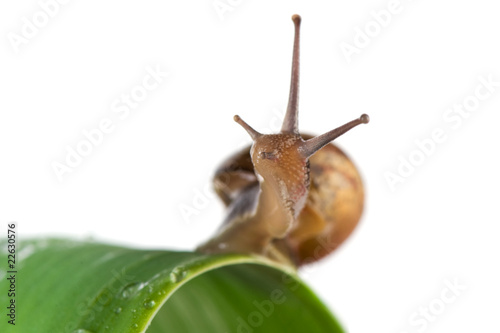 Snail on leaf