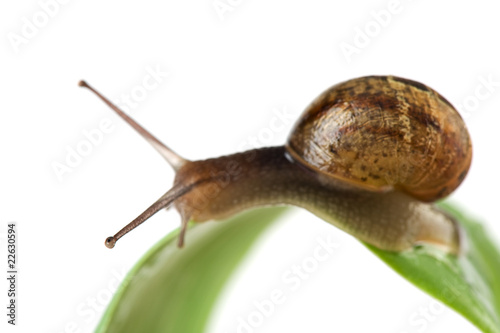 Snail on leaf