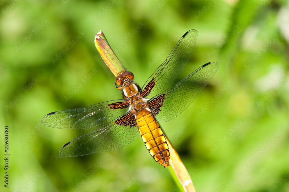 a resting dragonfly on a plant-libellula depressa a resting dragonfly on a plant-libellula depressa
