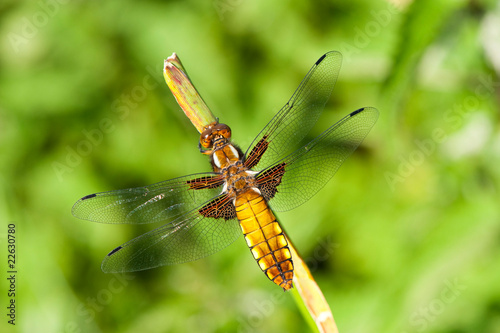a resting dragonfly on a plant-libellula depressa