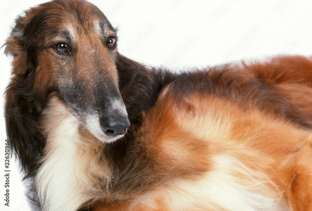 Fototapeta premium pose alanguie de l'élégant lévrier barzoï