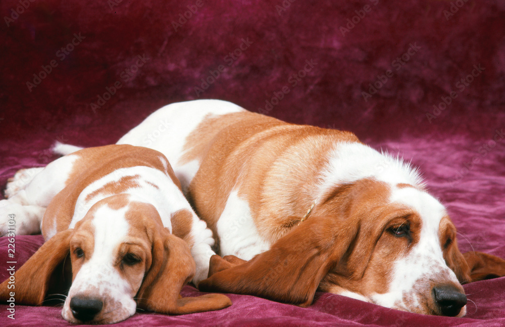 deux chiens de race basset hound profondément endormis
