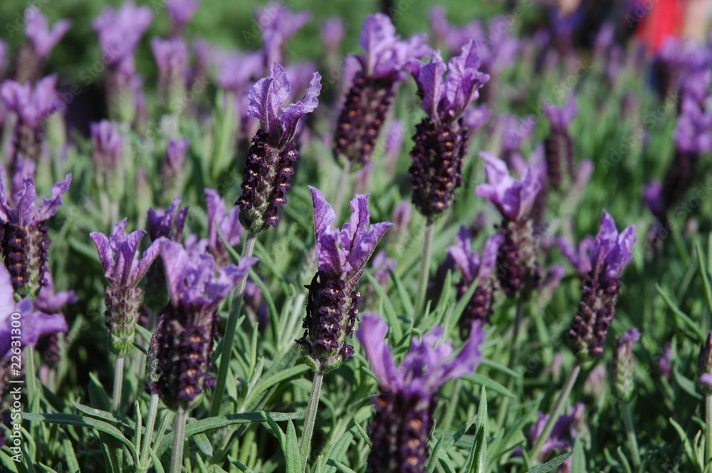 Obraz premium Lavanda