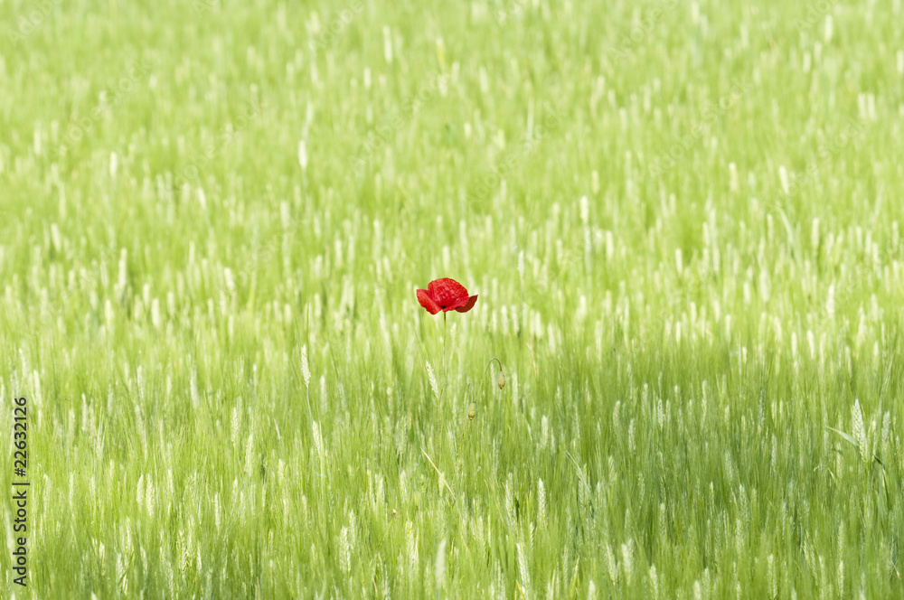 Isolated Poppy flower in a green, wheat field