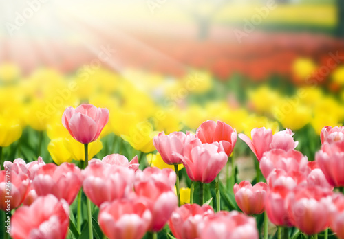 Flower bed of beautiful tulips  during the season of spring