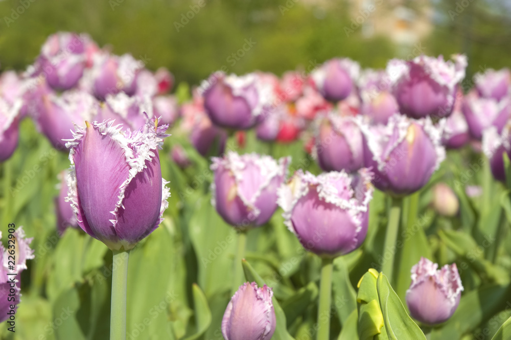 Obraz premium Spring tulips