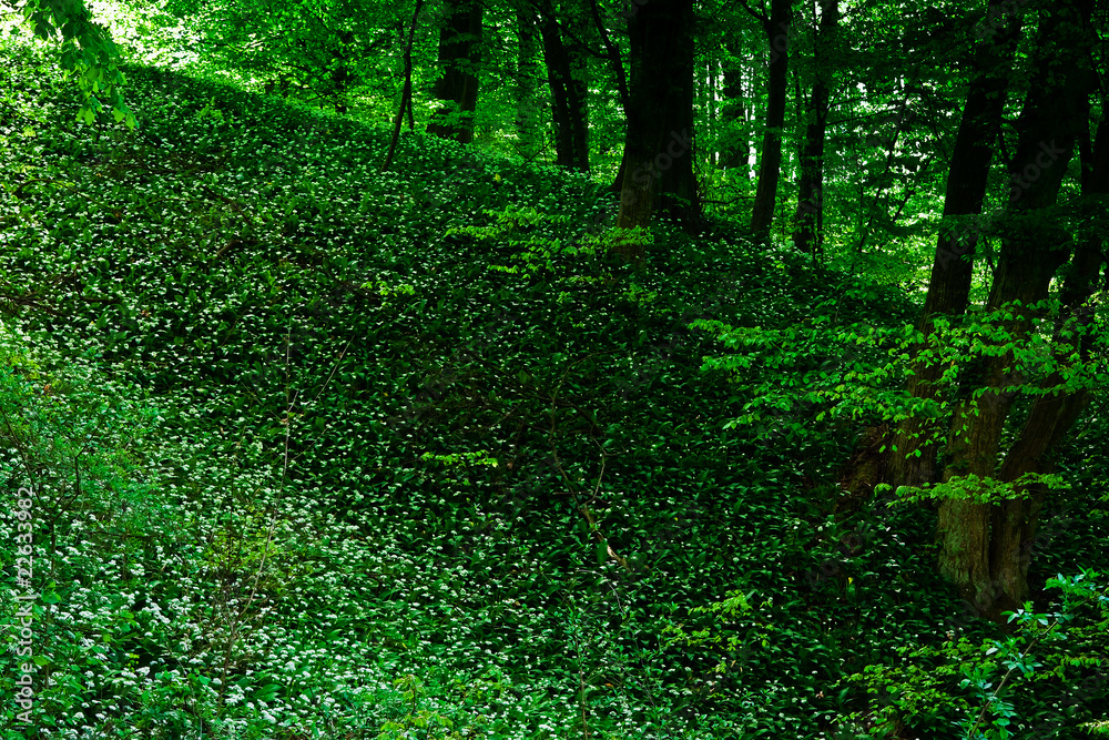 Wild garlic forest Wild garlic forest