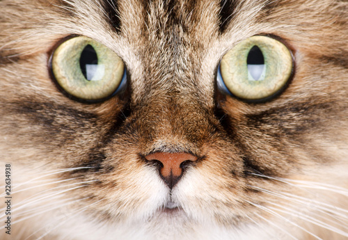 portrait of Siberian cat