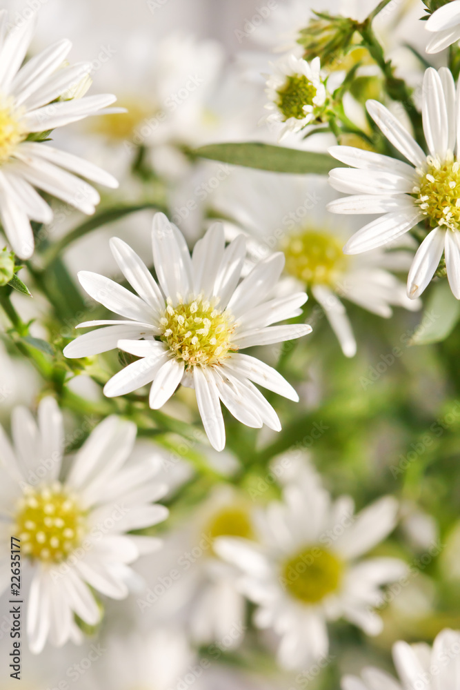 Fototapeta premium daisy flowers