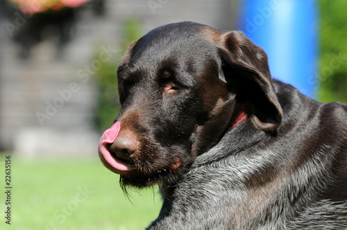 Wallpaper Mural Nase lecken Torontodigital.ca