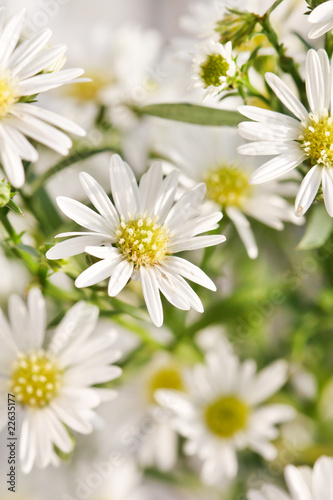 daisy flowers