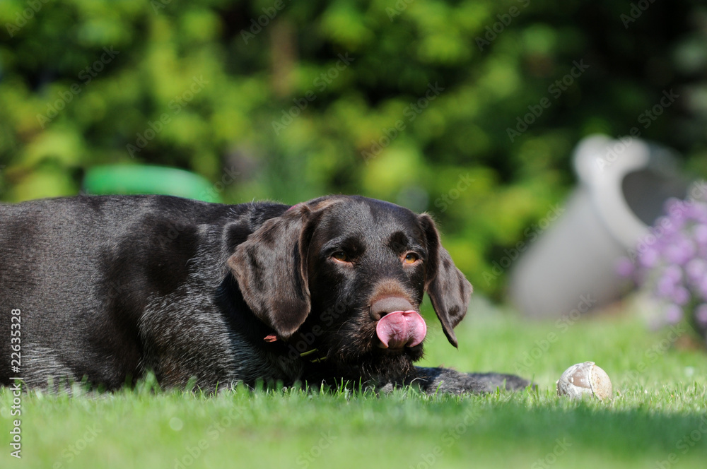 Hund steckt Zunge raus