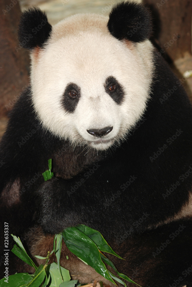 giant panda bear giant panda bear