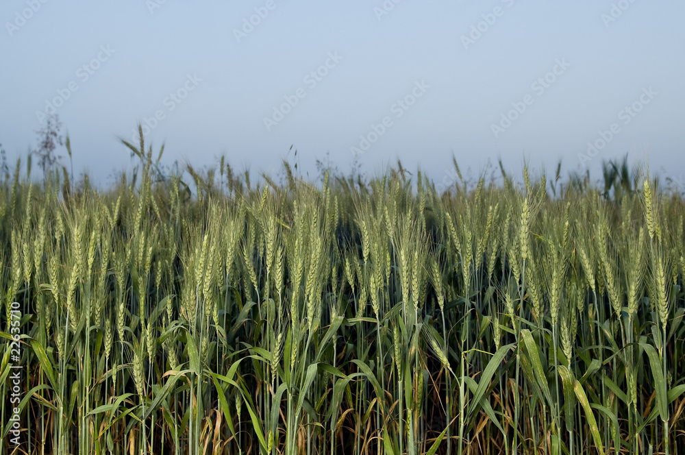 field of green wheat in the evening field of green wheat in the evening