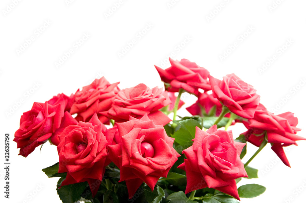 Fototapeta premium Red roses