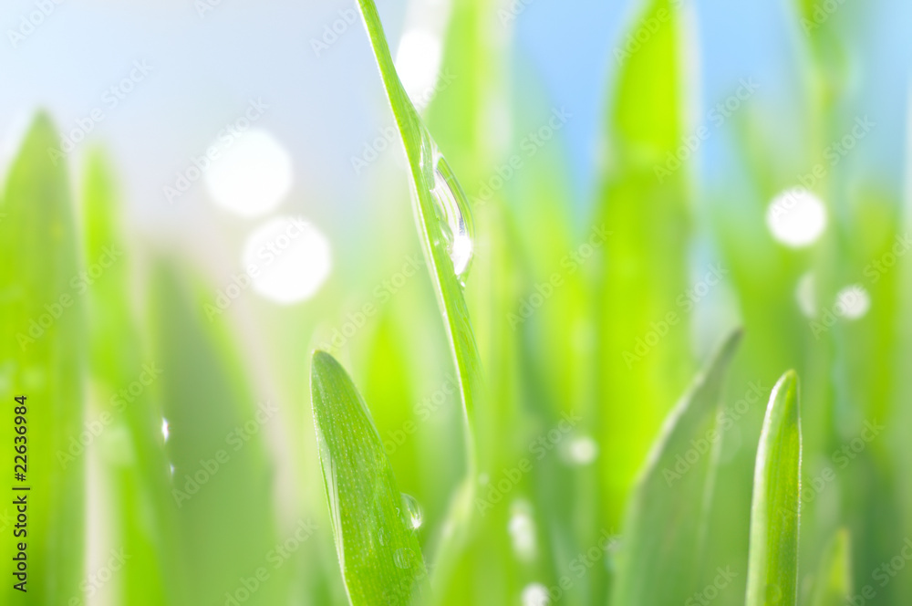 fresh wet grass in sun rays, closeup fresh wet grass in sun rays, closeup