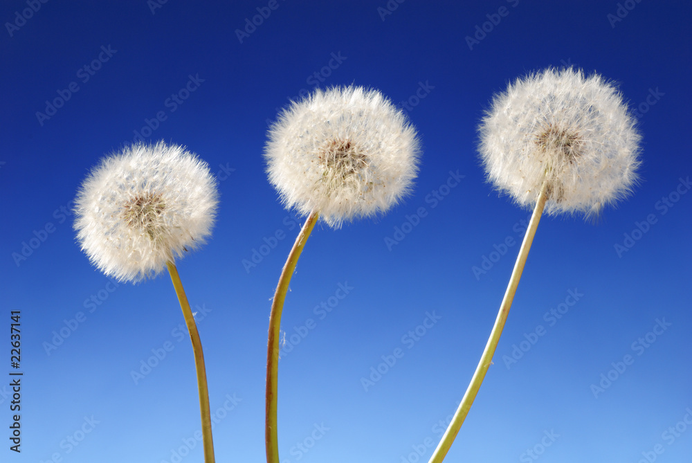Three dandelion plants on blue background Three dandelion plants on blue background