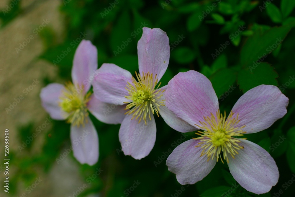 clematite montana clematite montana