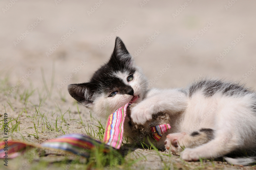 Schwarz weisses Kätzchen am spielen Schwarz weisses Kätzchen am spielen