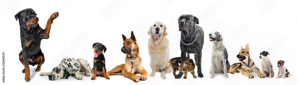 Obraz premium groupe de chiens et chat