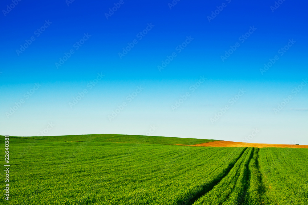 Green wheat fields with blue