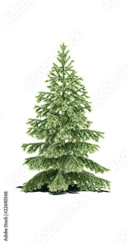 tree fir pine 3d cg