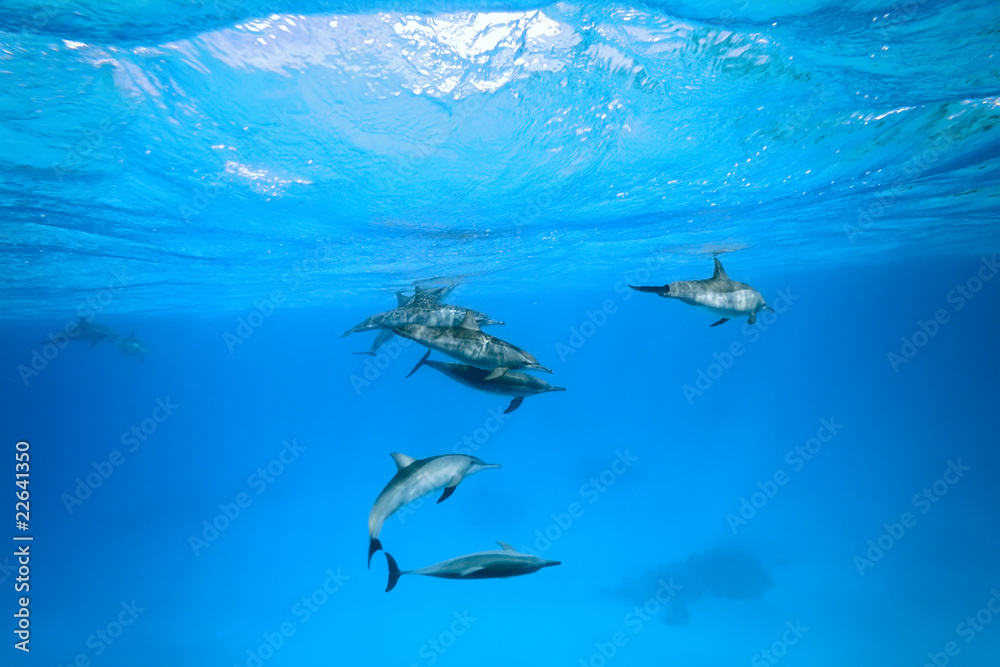 Dolphins in the sea
