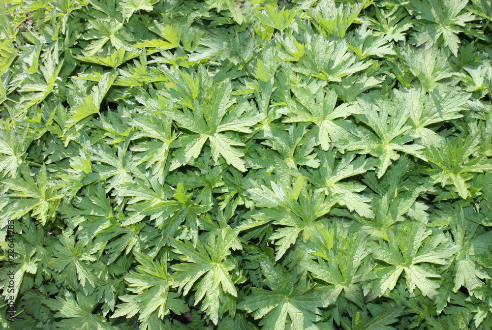 A Background of Bright Green Geranium Leaves. A Background of Bright Green Geranium Leaves.