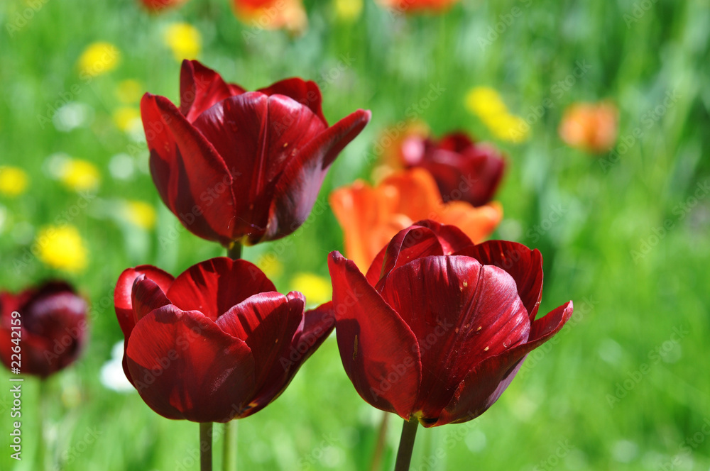 Rote Tulpen