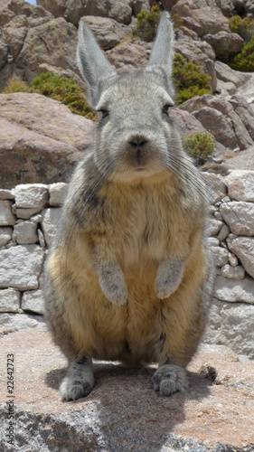 Viscacha
