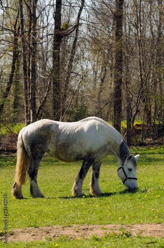 Cheval de trait percheron (jument)