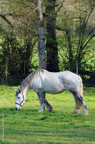 jument percheron © hensor