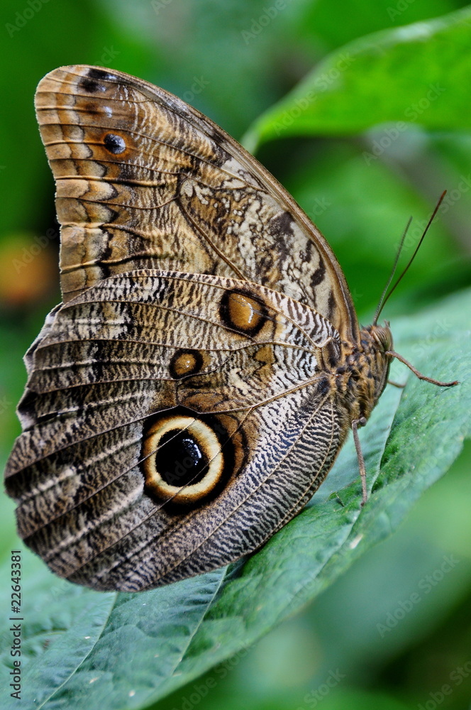 Fototapeta premium Giant Owl Butterfly