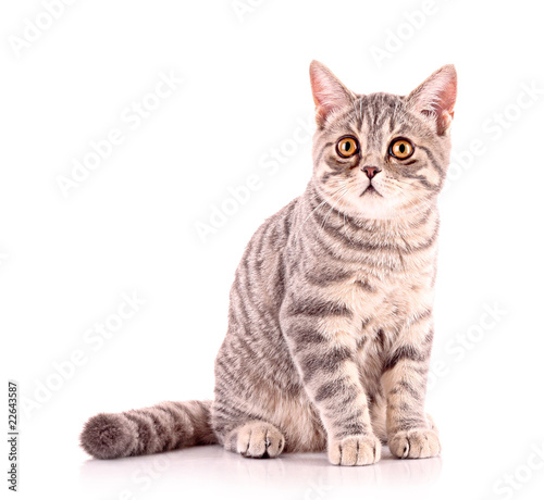 Young cat isolated on white