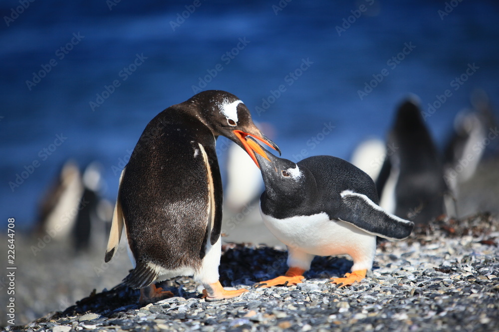 Naklejka premium pingouins