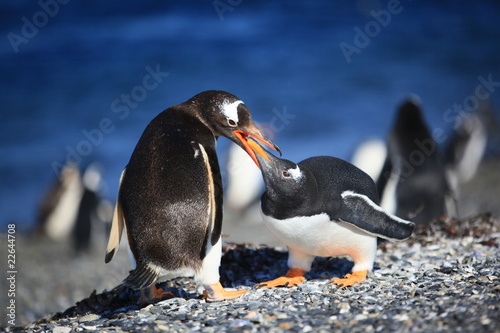 pingouins