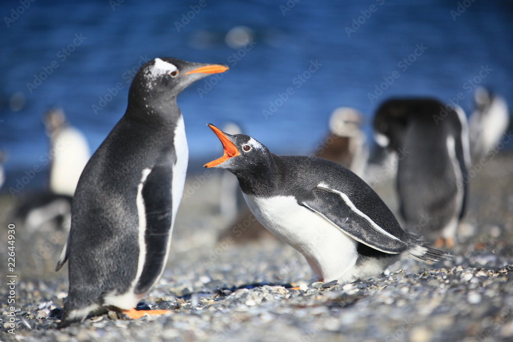 Naklejka premium pingouins