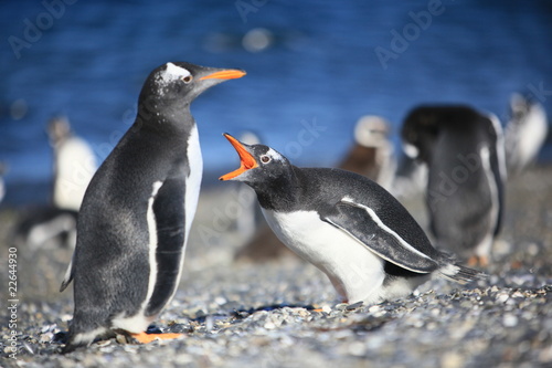 pingouins