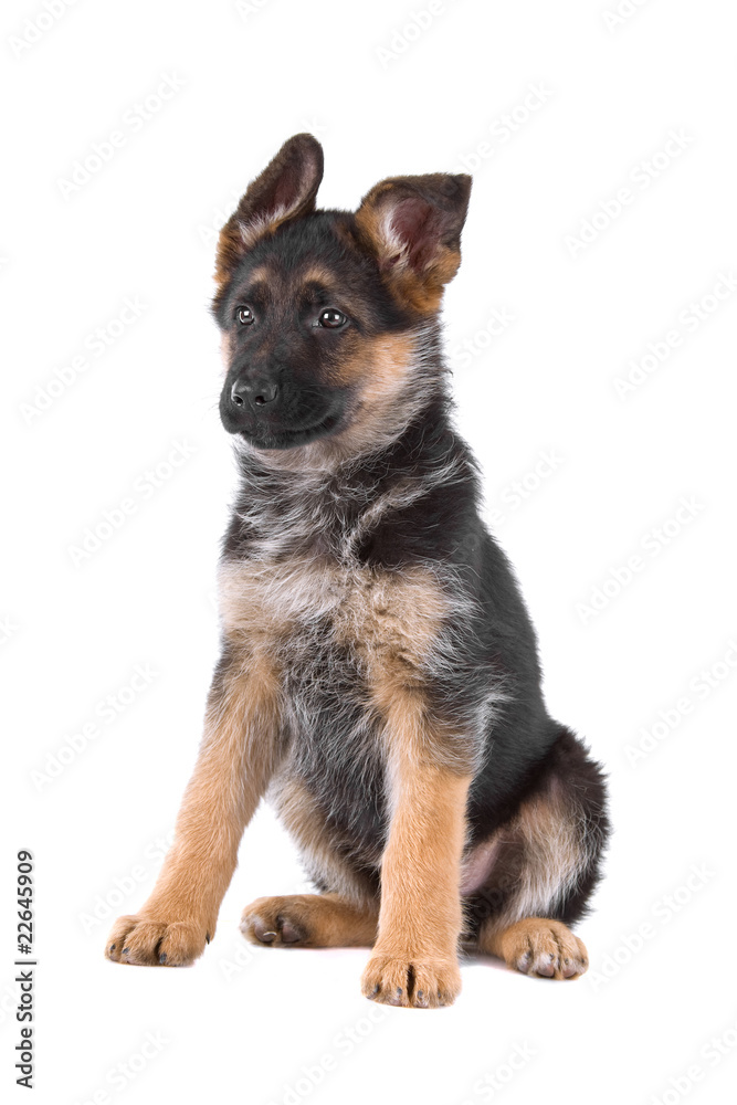 front view of a german shepherd puppy