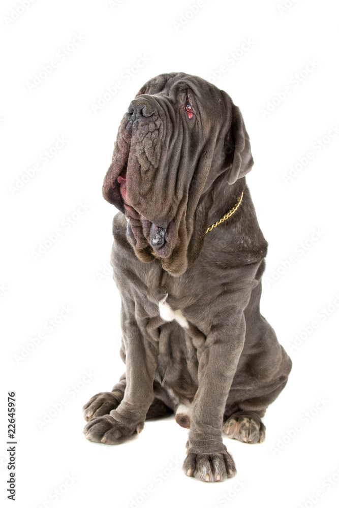 Mastino Napoletano, Mastino, Neapolitan Bulldog – Stock-Foto | Adobe Stock