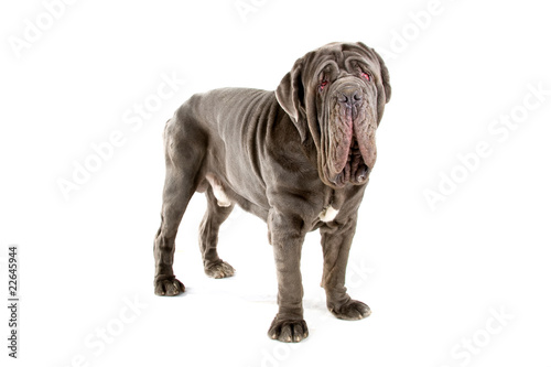 Foto Mastino Napoletano, Mastino, Neapolitan Bulldog , neo