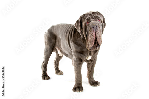 Mastino Napoletano, Mastino, Neapolitan Bulldog , neo photo