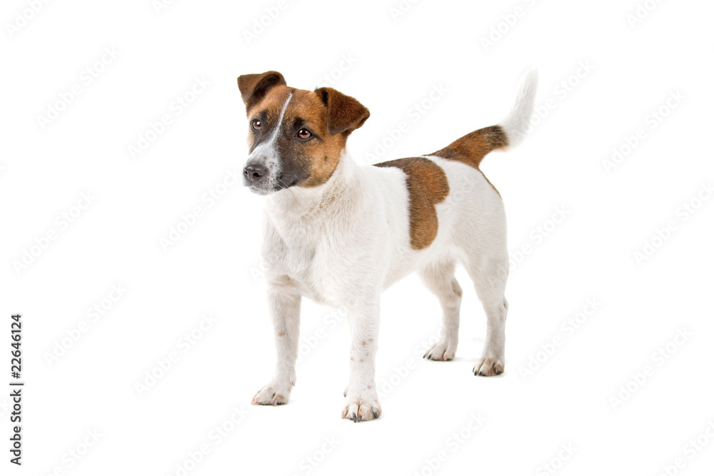 jack russel terrier dog isolated on a white background