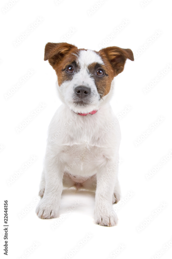front view of a jack russel terrier puppy looking up