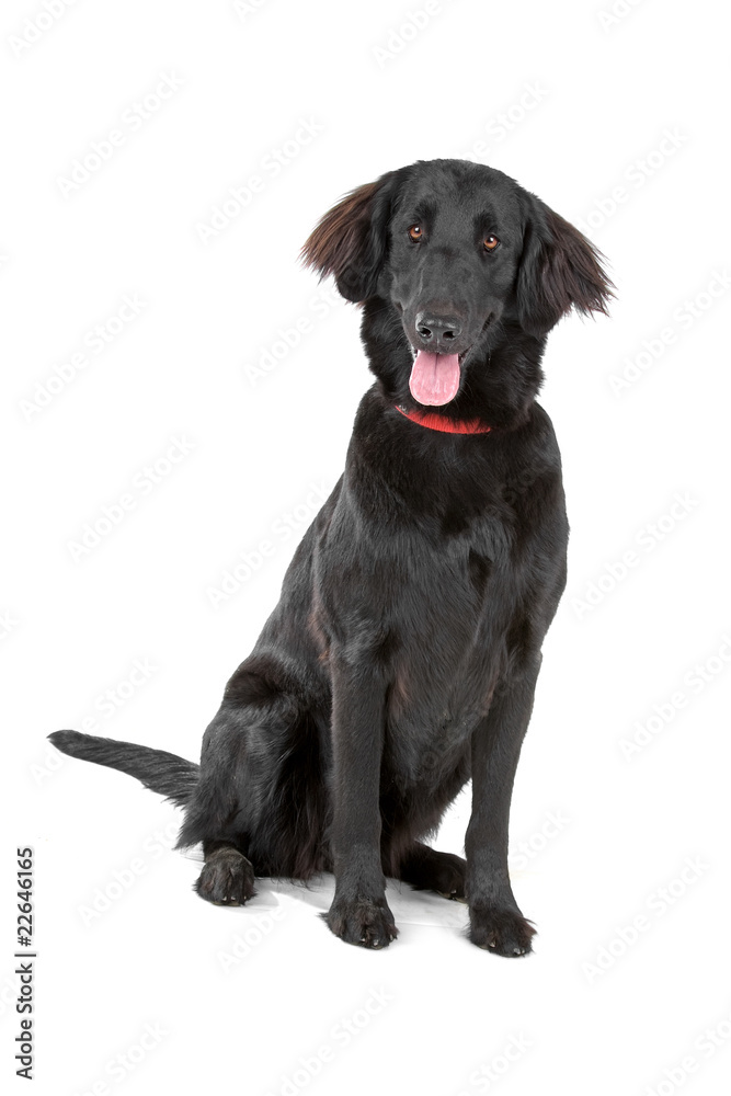 flat coated retriever dog looking at camera