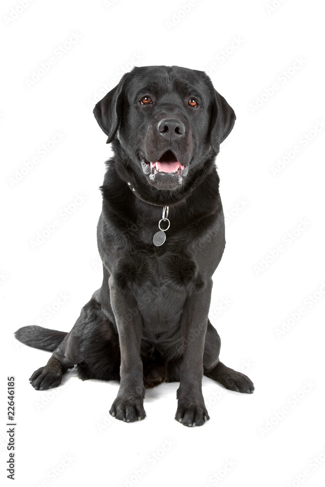 black labrador retriever dog looking at camera