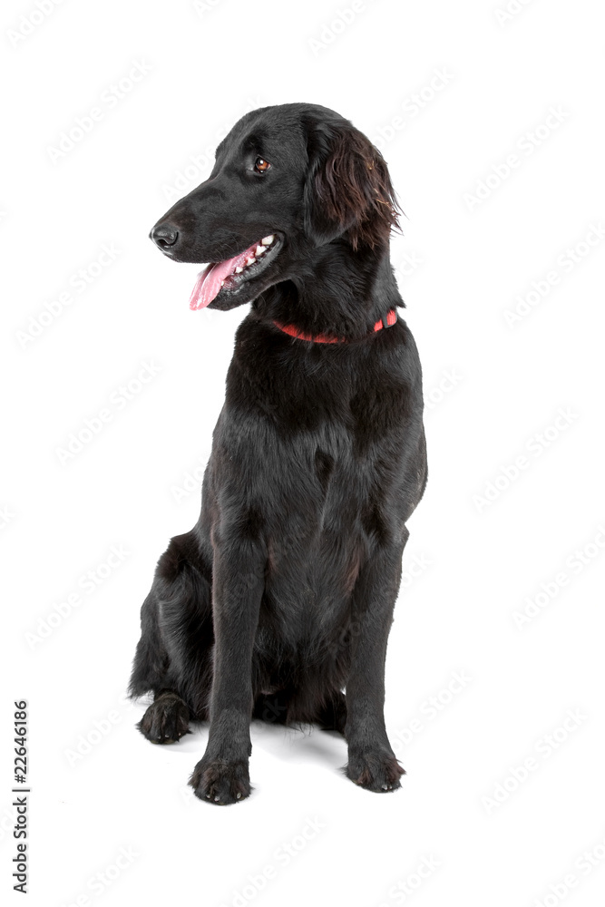 flat coated retriever dog isolated on a white background flat coated retriever dog isolated on a white background
