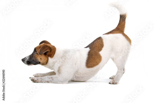 Fototapeta side view of a jack russel terrier dog playing