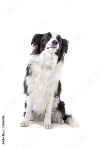 black and white border collie isolated on a white background © Erik Lam